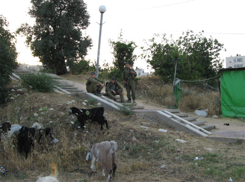 Solidiers captivated by the goats