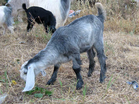 Cute baby goat