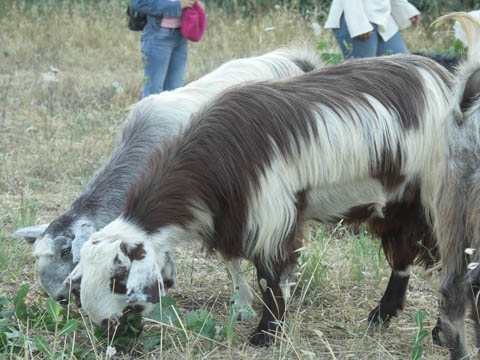 Goats and grapevines