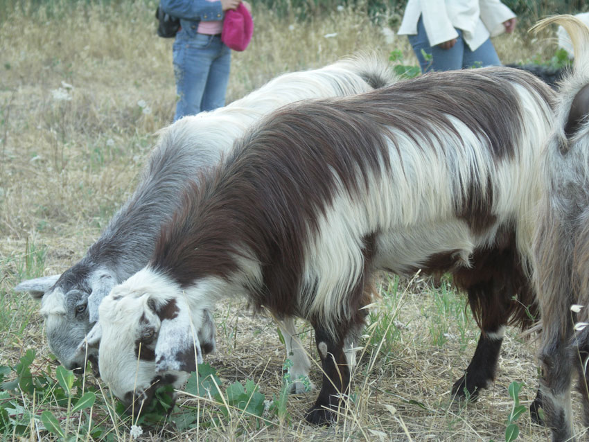 Goats eating grapevines