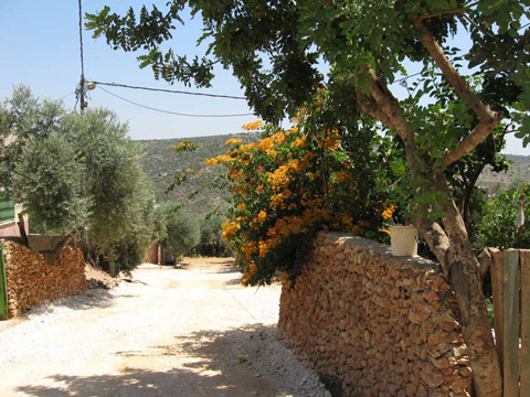 Golden bougainvillea