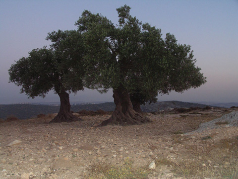 2000 year-old olive trees