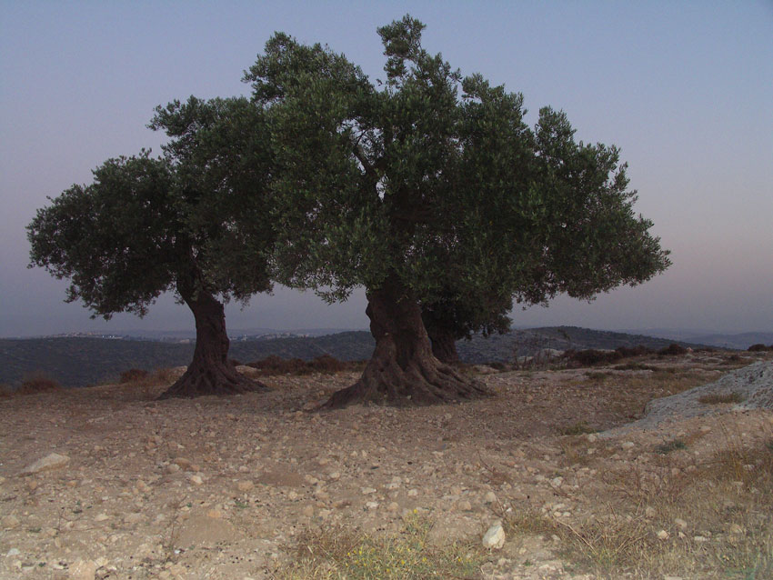 Ancient Olive Trees